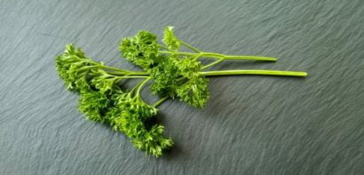Curly leaf parley