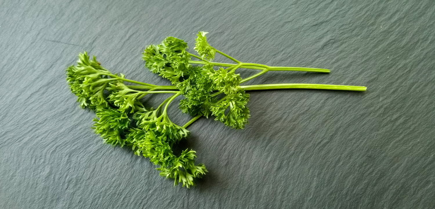Curly leaf parley