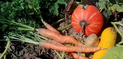 Fresh homegrown vegetables