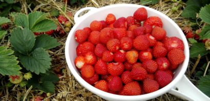 Berries from the garden