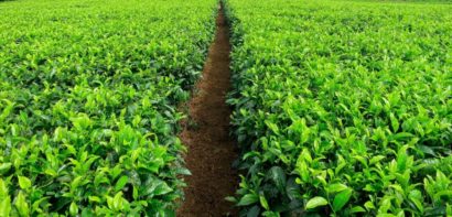 Path through a field of coffee plants