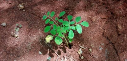 Green plant growing on empty soil