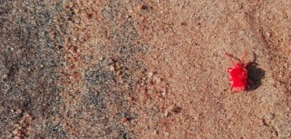 Bug on sand