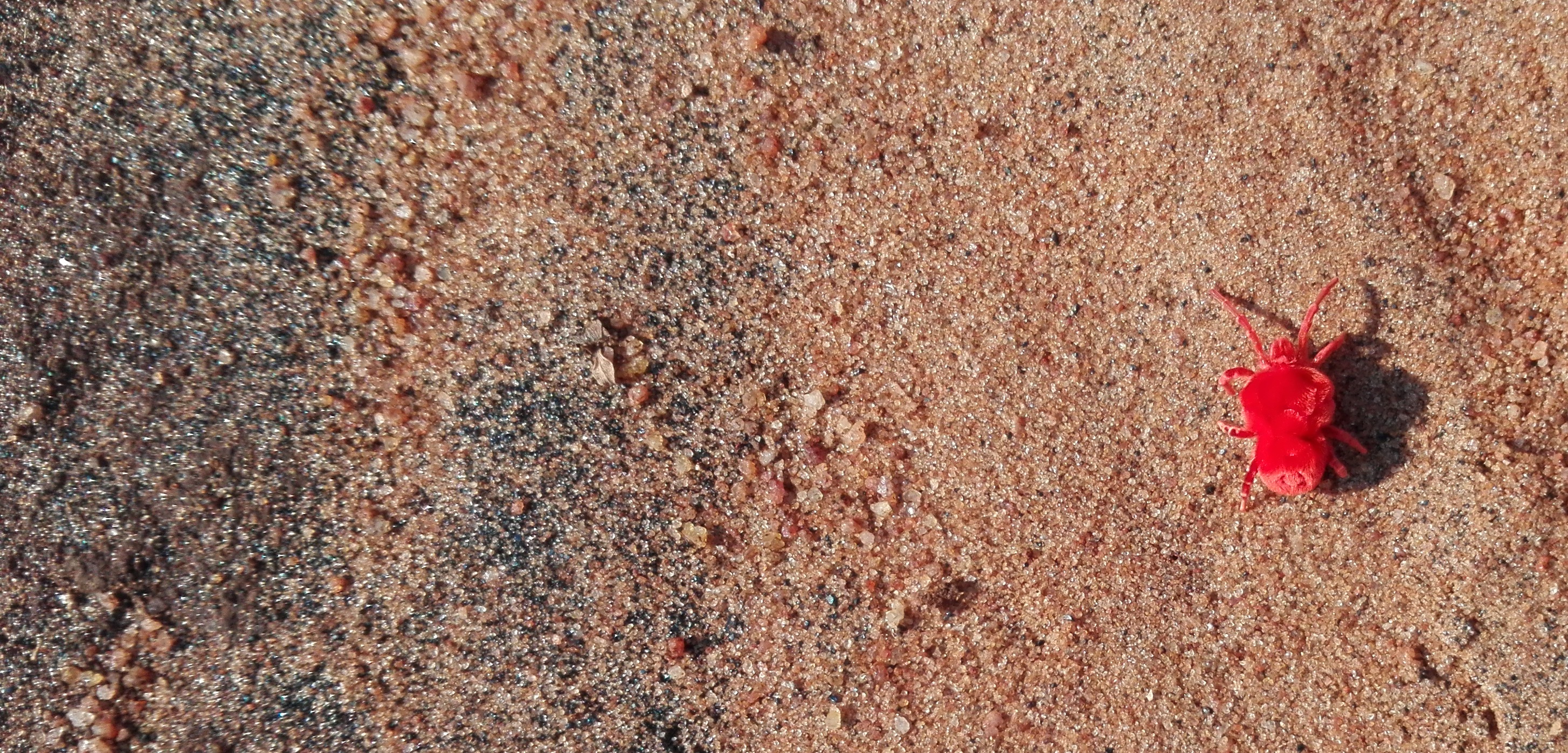 Bug on sand