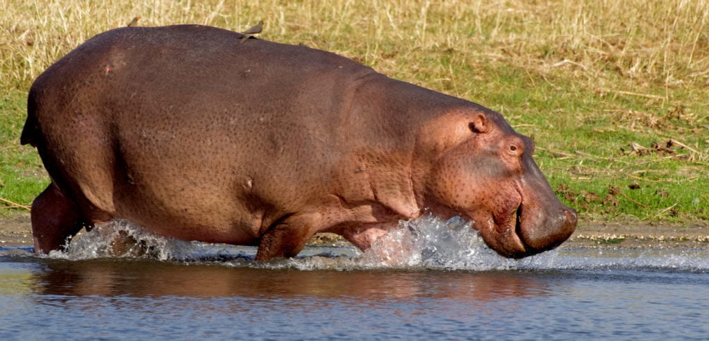 Hippo