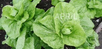 Seasonal in April