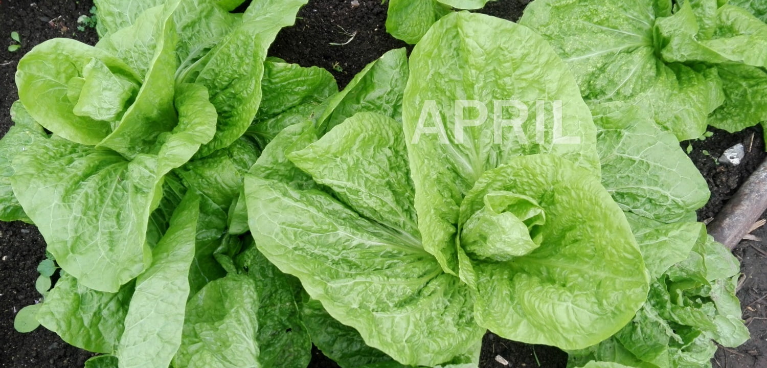 Seasonal in April