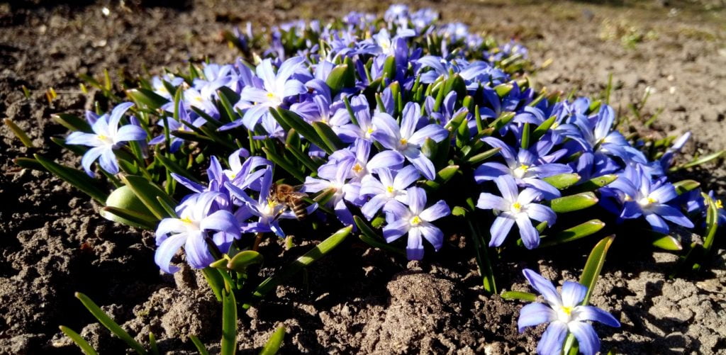Garden flowers