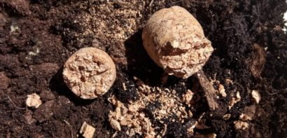Broken corks on soil