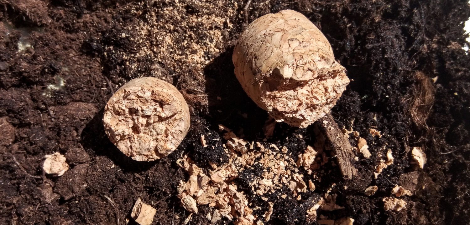 Broken corks on soil