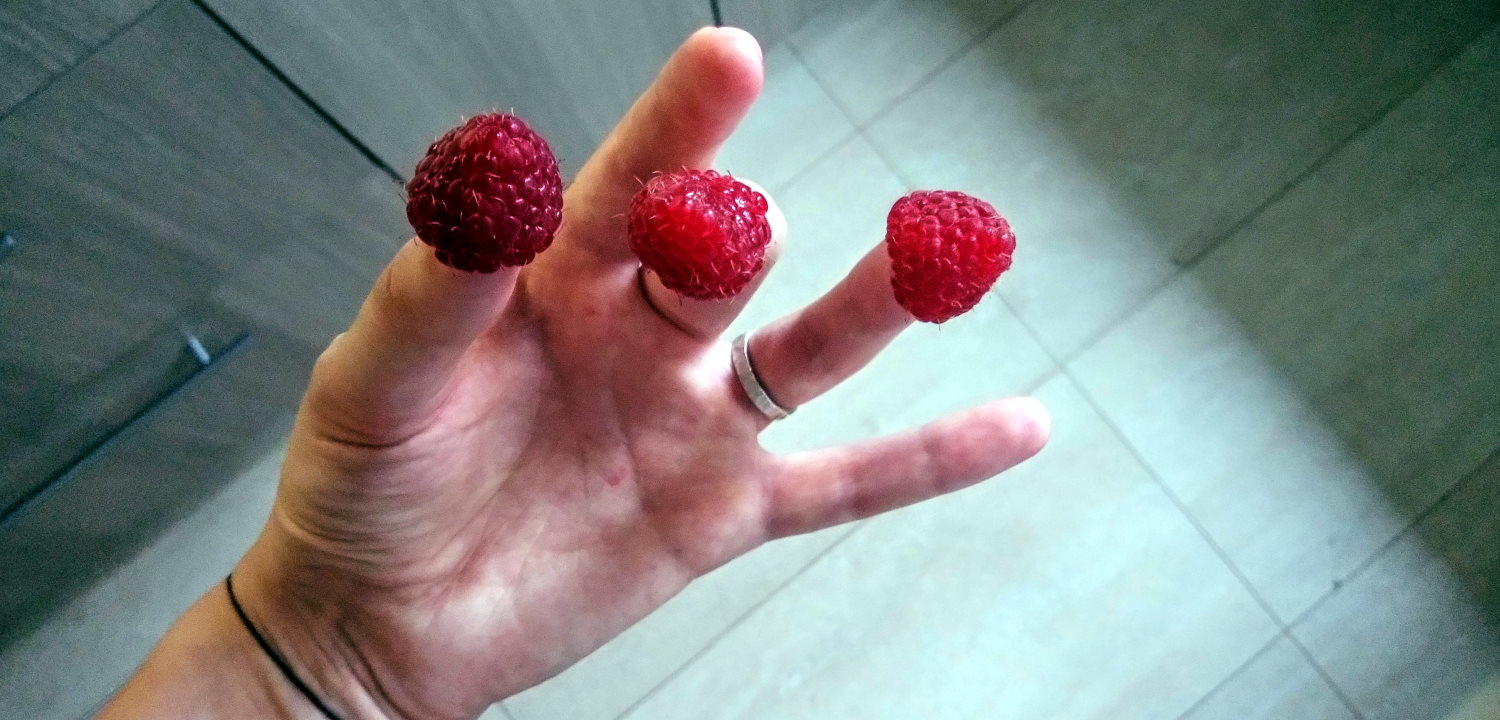 Raspberries on fingers