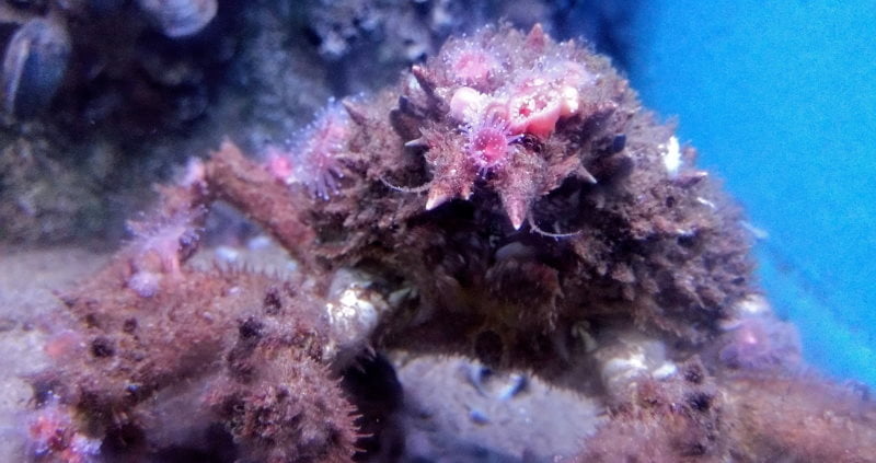Crab in the aquarium